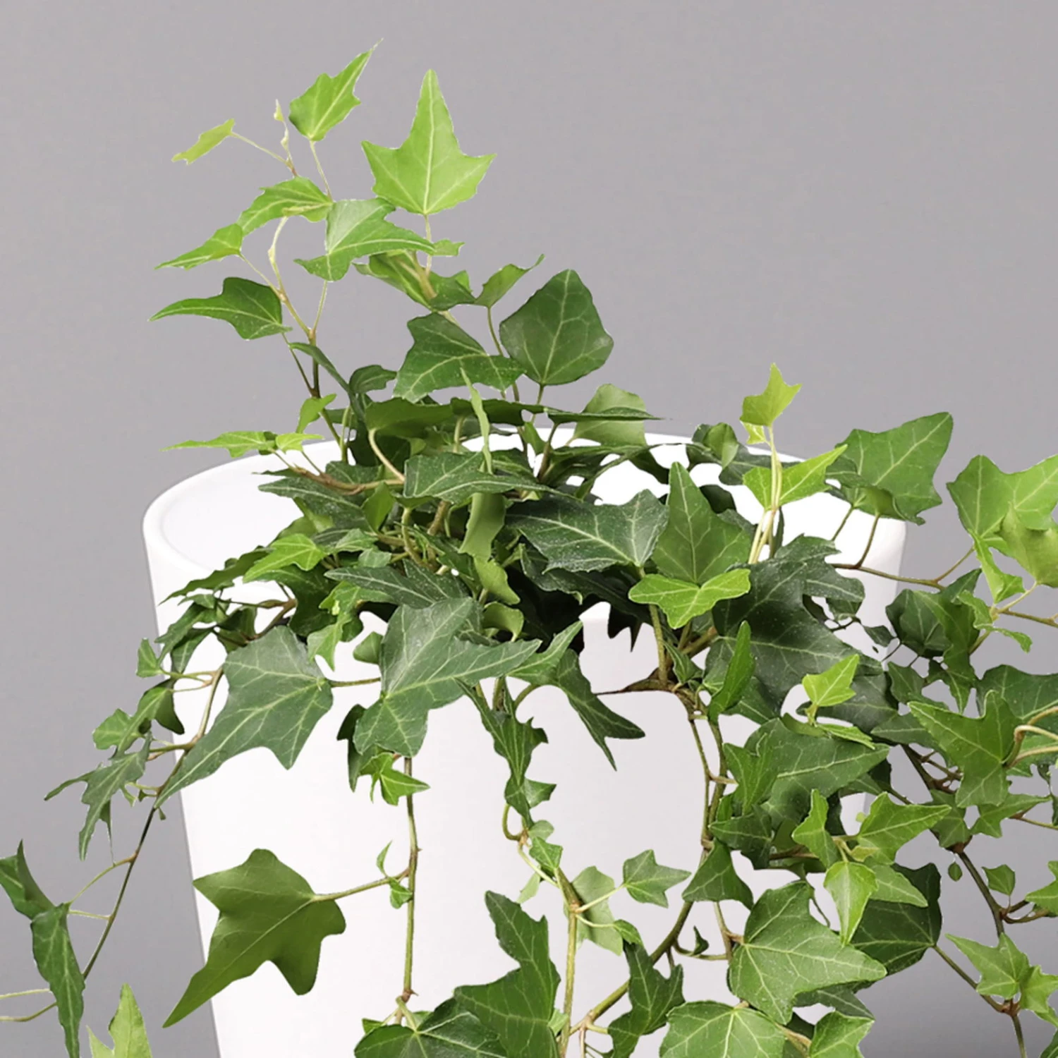 Hedera Helix In Keramiktopf Dallas Weiß, Topf-Ø 12/13 Cm, 2er-Set – Bild 3