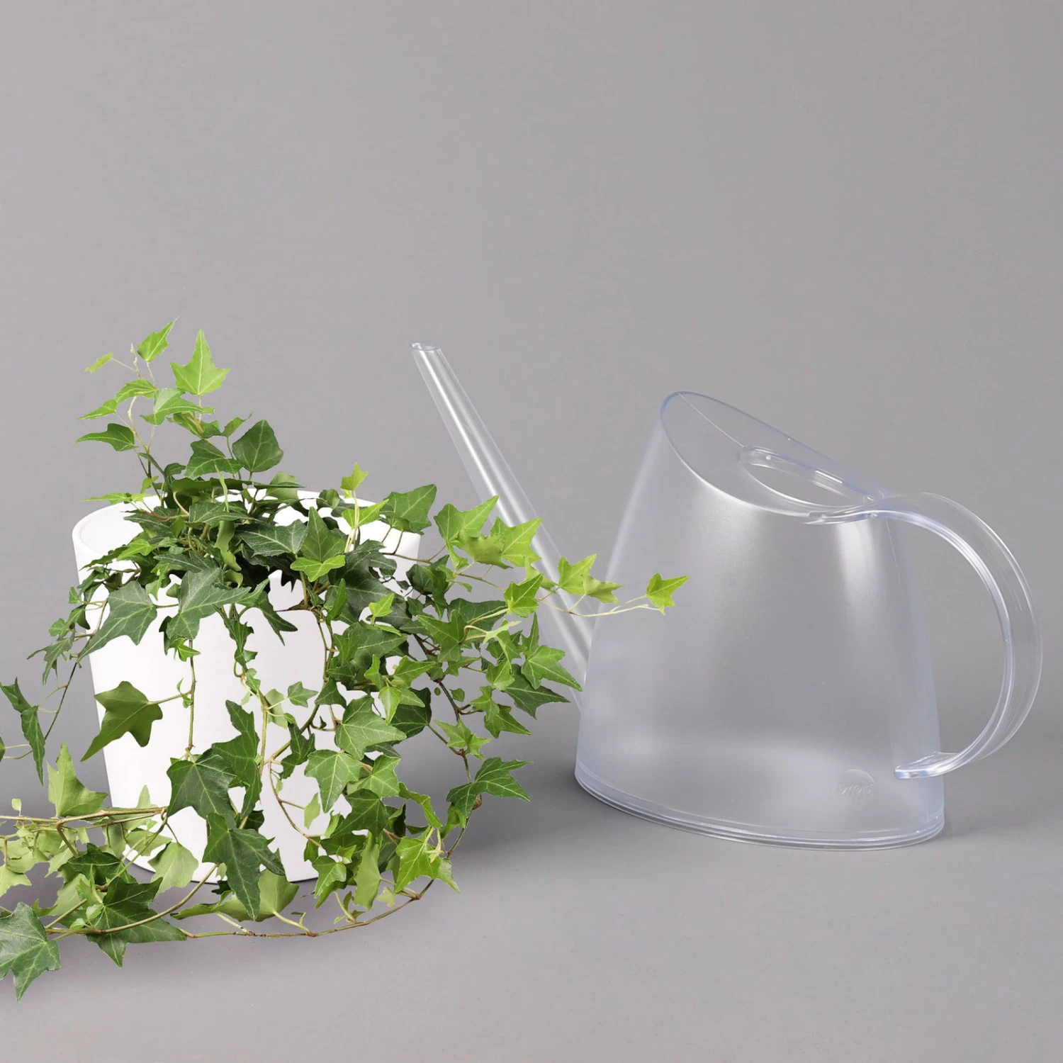 Hedera Helix In Keramiktopf Dallas Weiß, Topf-Ø 12/13 Cm, 2er-Set – Bild 4