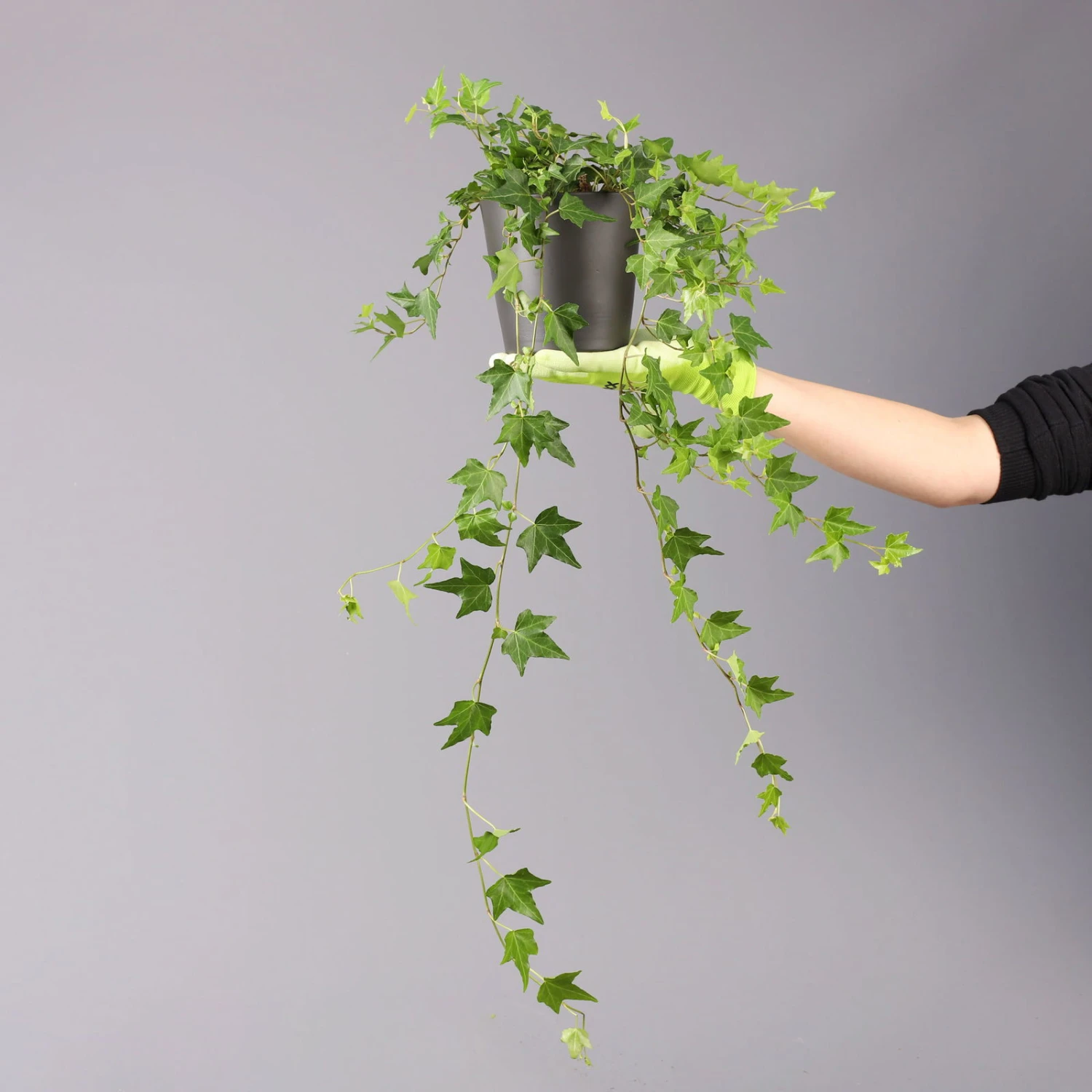 Efeu Inkl. Keramiktopf Dallas Anthrazit Topf-Ø 12/13 Cm, 3er-Set – Bild 5