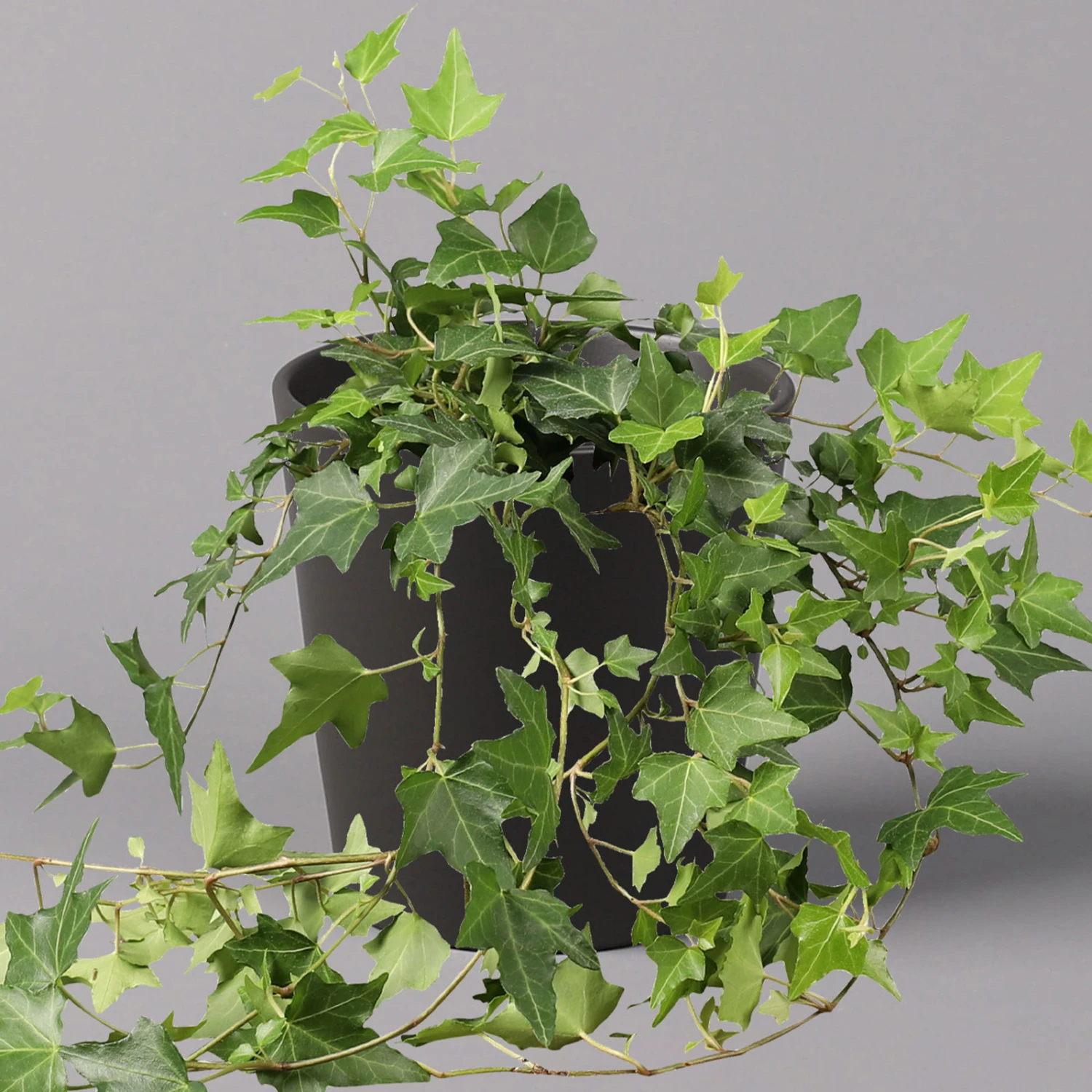 Efeu Inkl. Keramiktopf Dallas Anthrazit Topf-Ø 12/13 Cm, 3er-Set – Bild 2