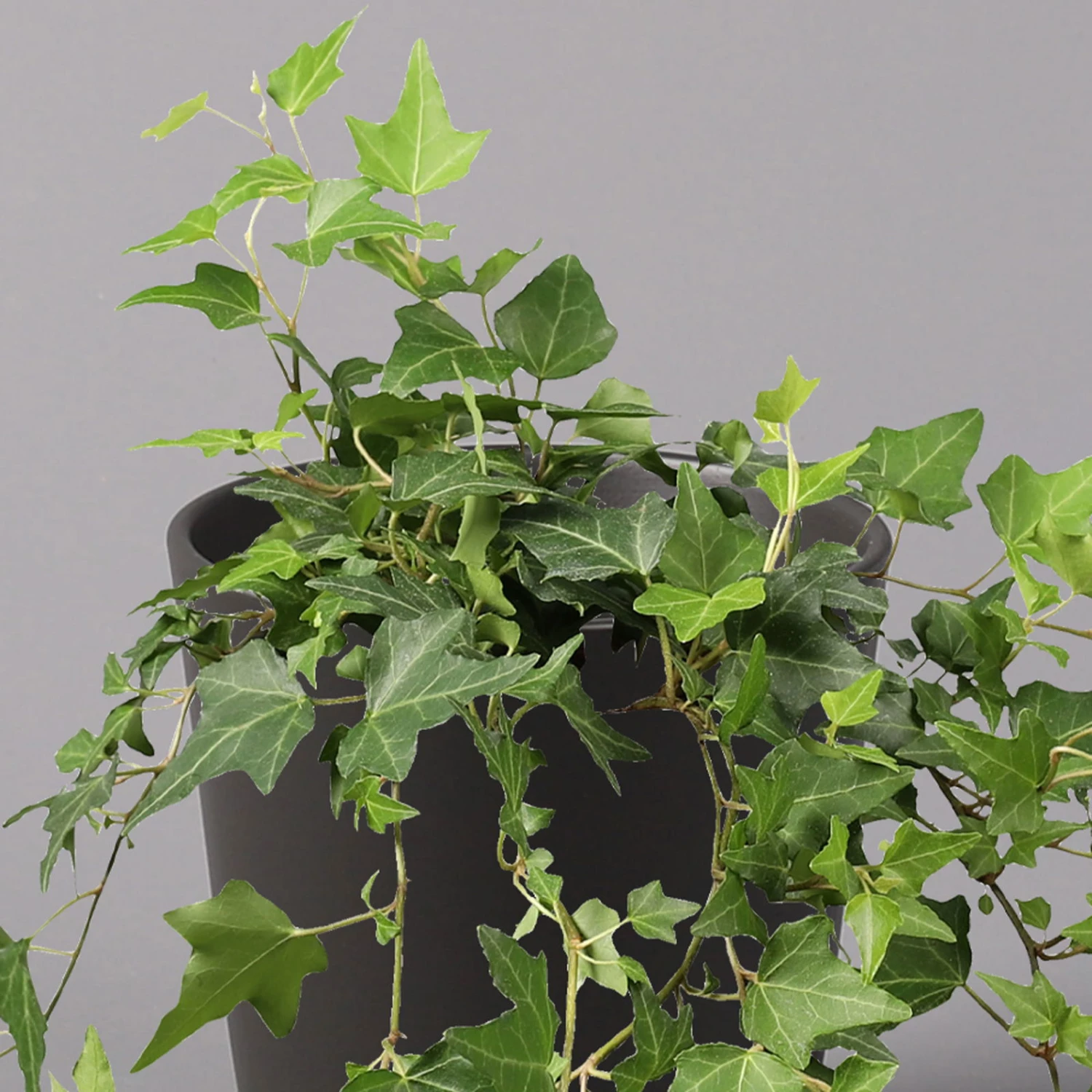 Efeu Inkl. Keramiktopf Dallas Anthrazit Topf-Ø 12/13 Cm, 3er-Set – Bild 3