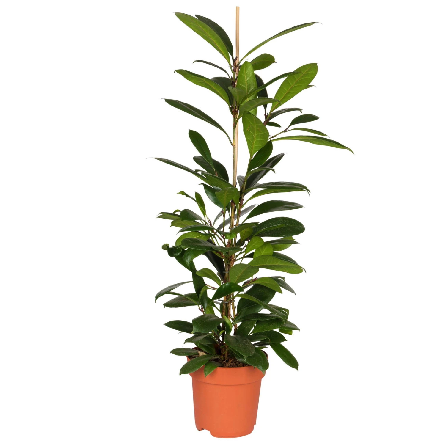 Ficus Cyathistipula, Topf-Ø 21 Cm, Höhe Ca. 110 Cm