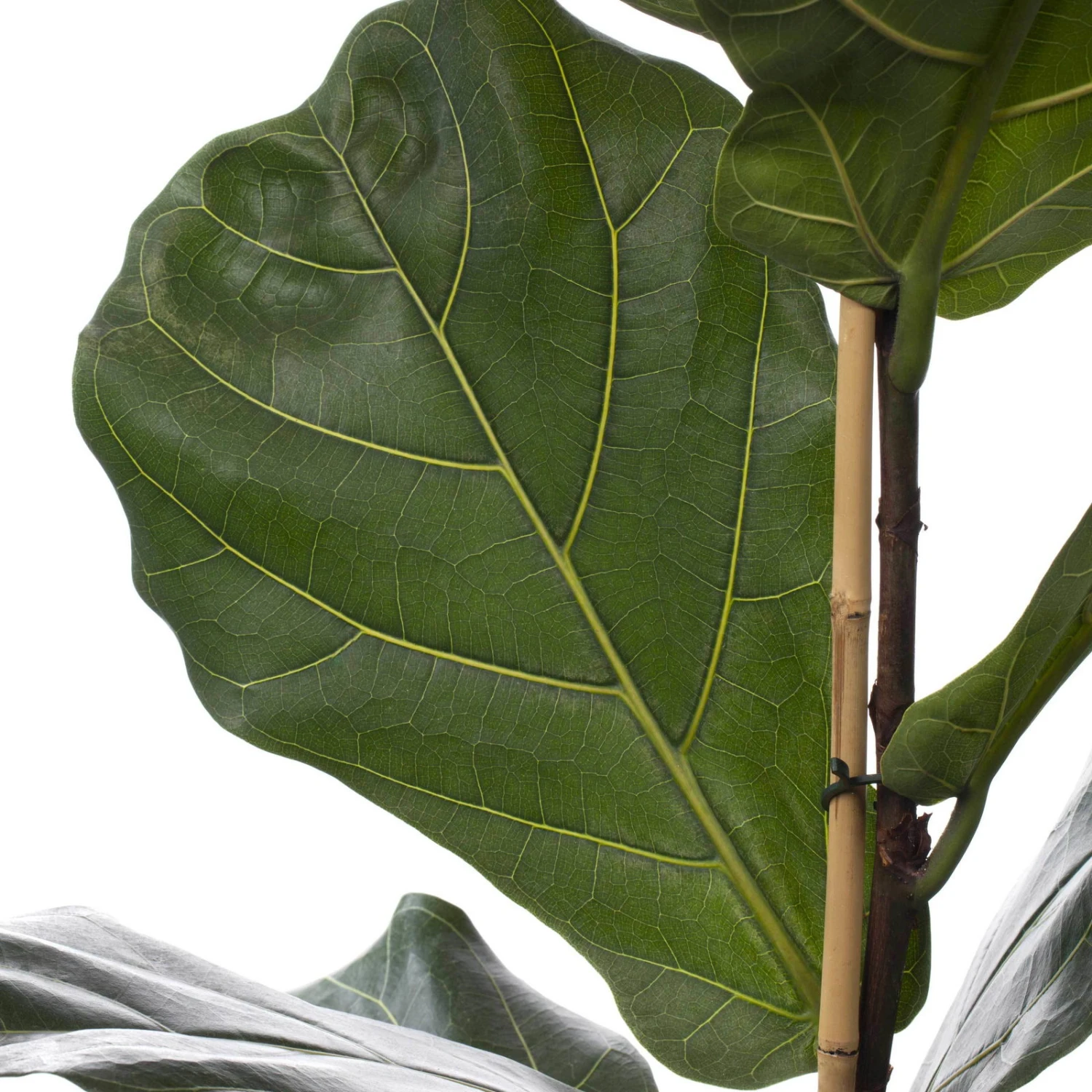 Geigenfeige, Topf-Ø 21 Cm, Höhe Ca. 80-100 Cm – Bild 2