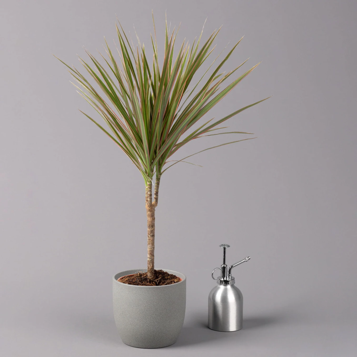 Drachenbaum 'Bicolor', Topf-Ø 13 Cm, 3er-Set – Bild 4