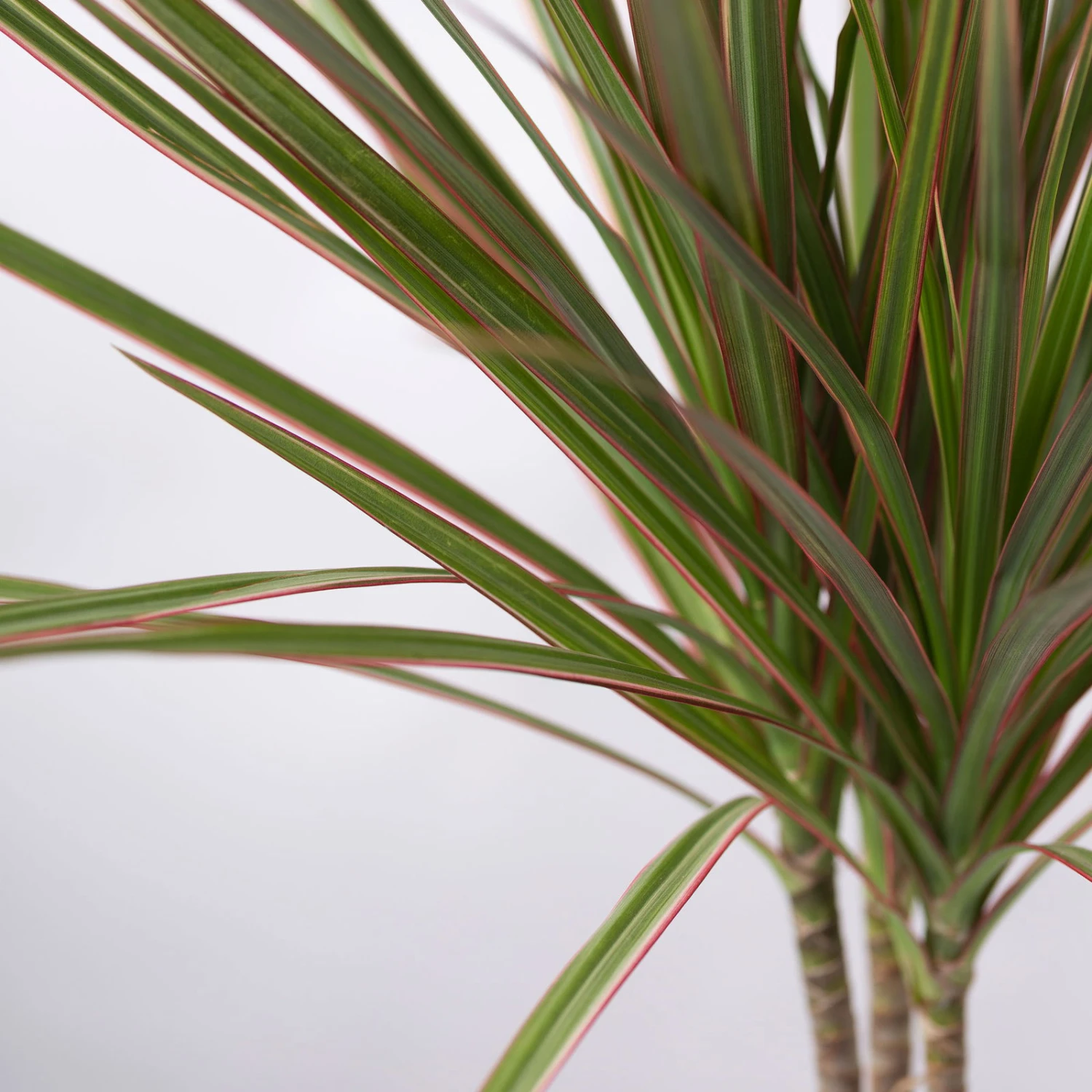 Drachenbaum 'Bicolor', Topf-Ø 13 Cm, 3er-Set – Bild 5