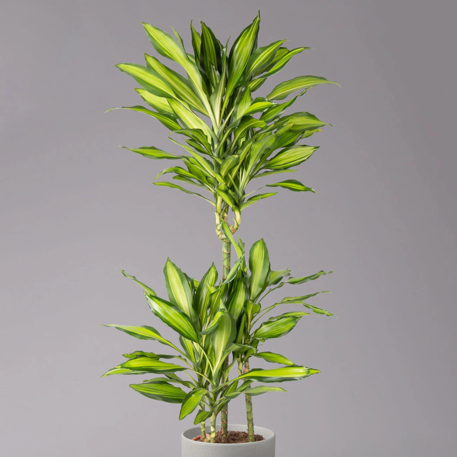 Duftender Drachenbaum 'Cintho Lemon', Topf-Ø 21 Cm, Höhe Ca. 110 Cm – Bild 2