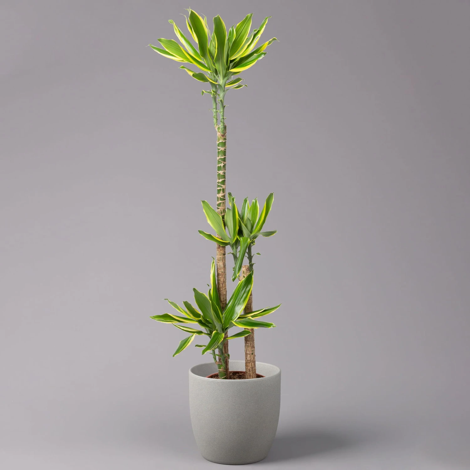 Duftender Drachenbaum 'Gold Dream', Topf-Ø 24 Cm, Höhe Ca. 140 Cm