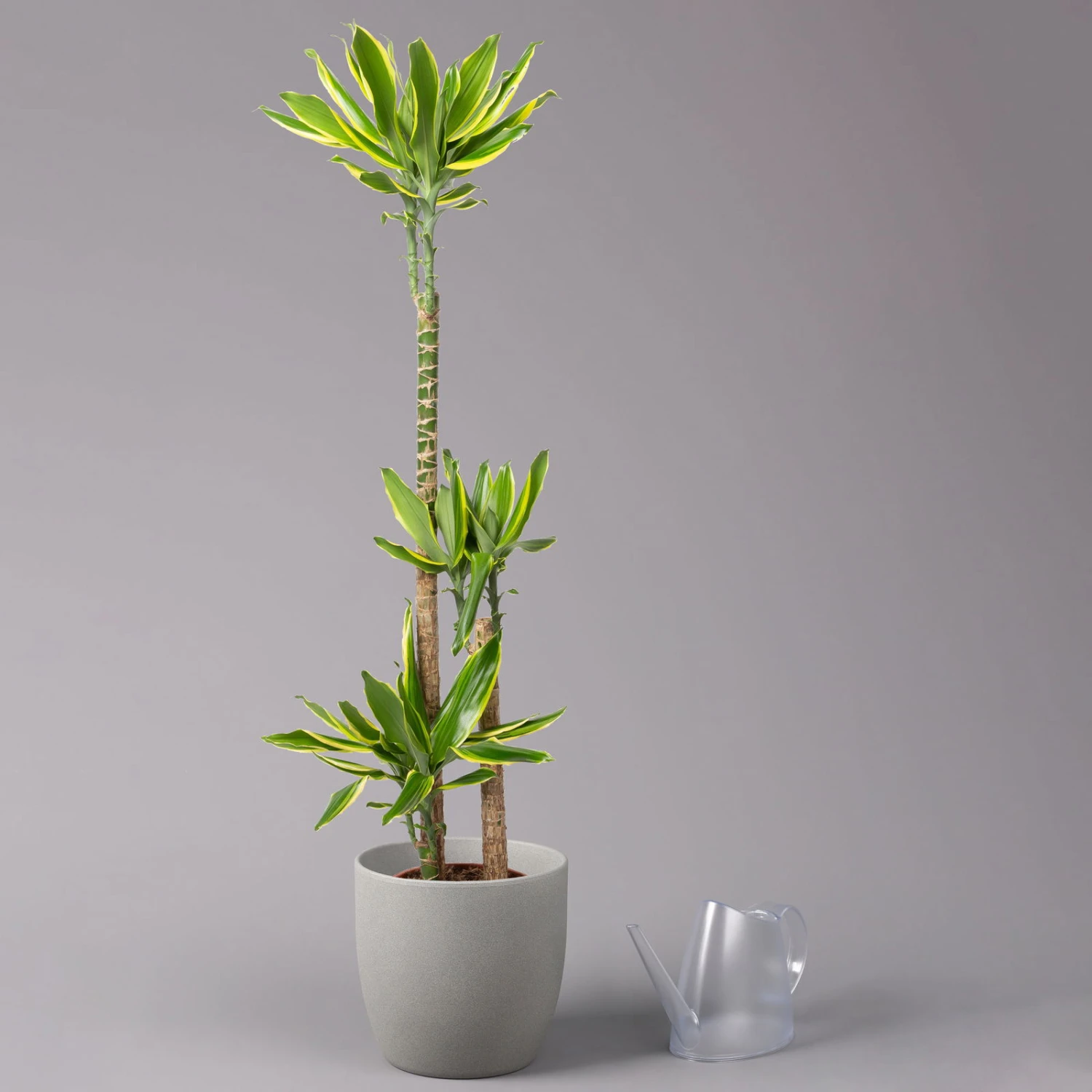 Duftender Drachenbaum 'Gold Dream', Topf-Ø 24 Cm, Höhe Ca. 140 Cm – Bild 3