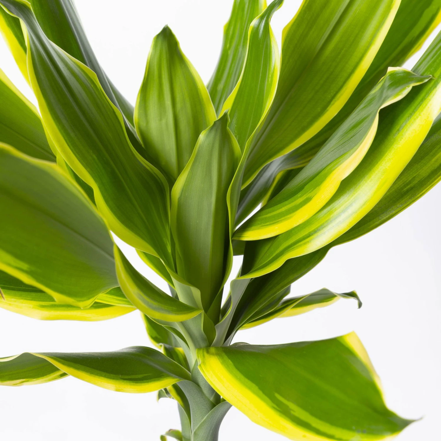 Duftender Drachenbaum 'Gold Dream', Topf-Ø 24 Cm, Höhe Ca. 140 Cm – Bild 4