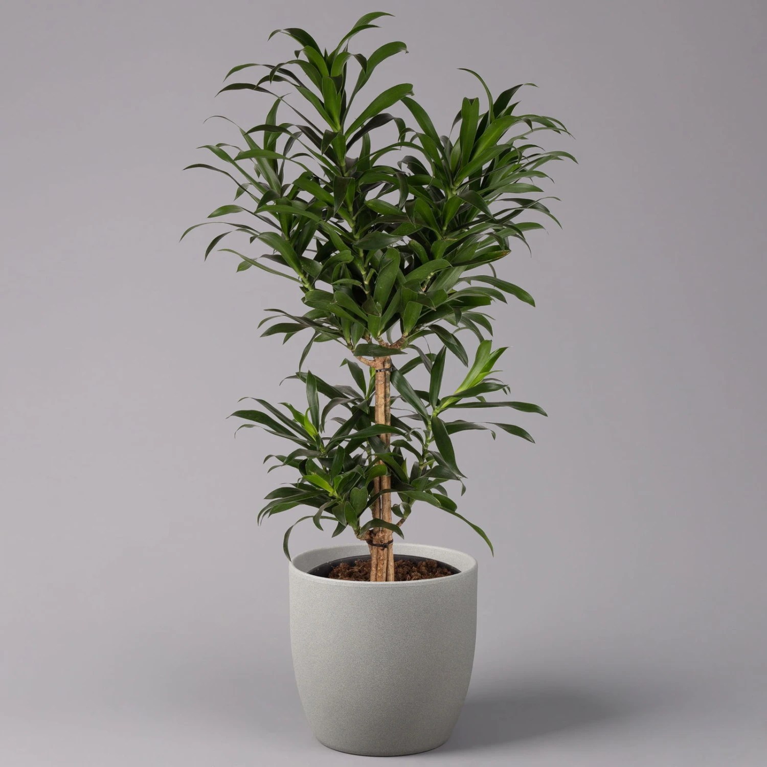 Drachenbaum, Karussell-Form, Topf-Ø 24 Cm, Höhe Ca. 90 Cm