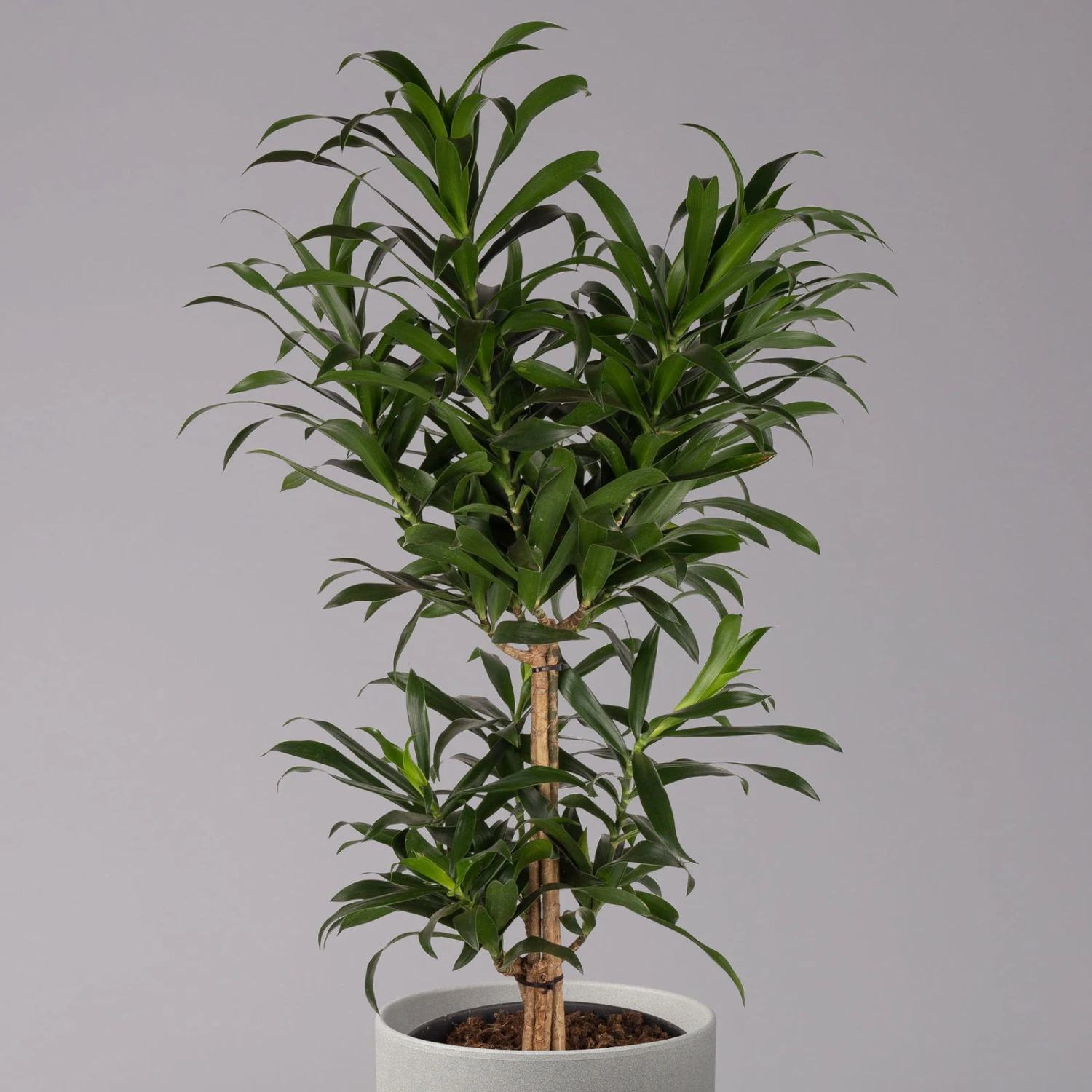 Drachenbaum, Karussell-Form, Topf-Ø 24 Cm, Höhe Ca. 90 Cm – Bild 2