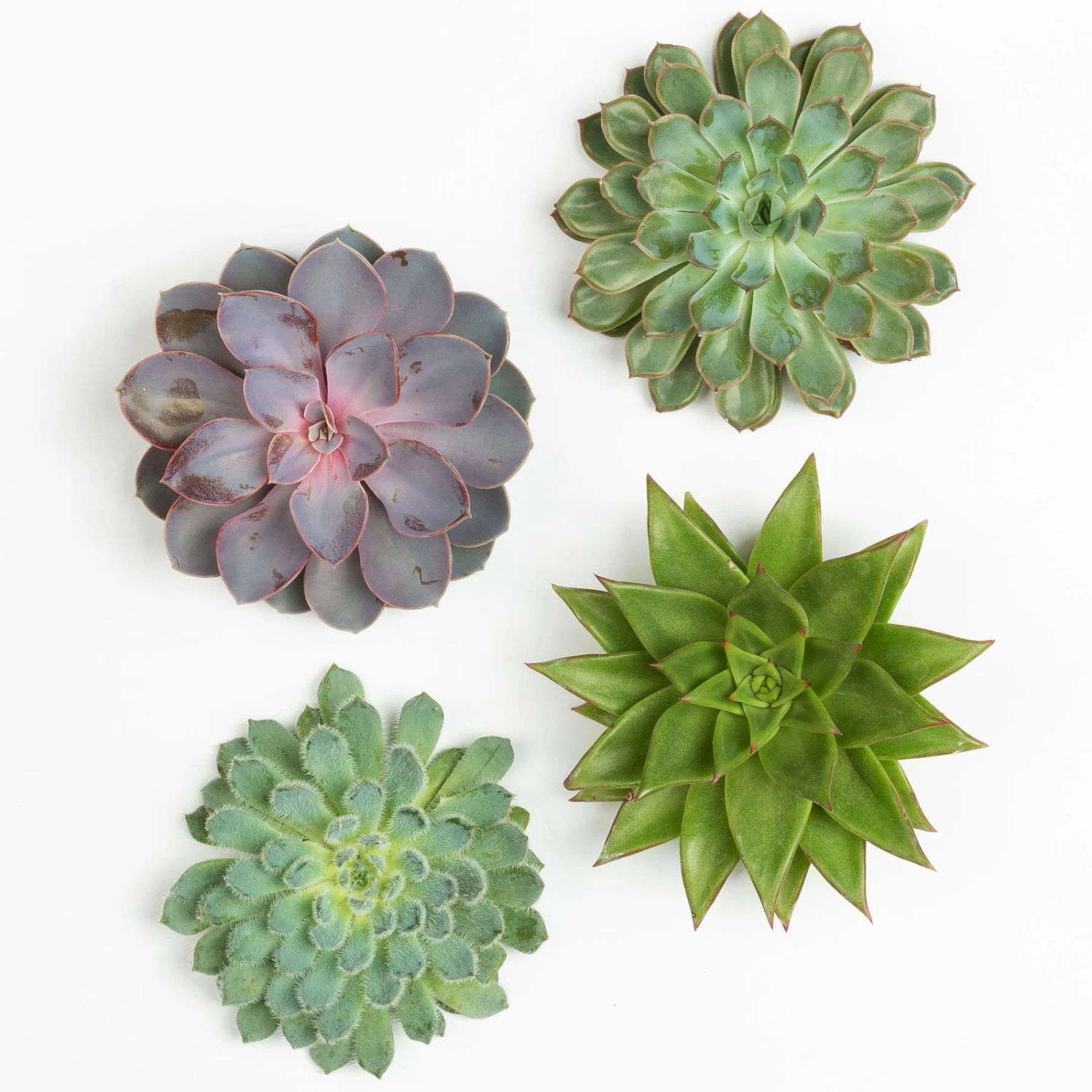 Schnittecheverien-Mix, Ø 12 Cm, 4er-Set – Bild 3