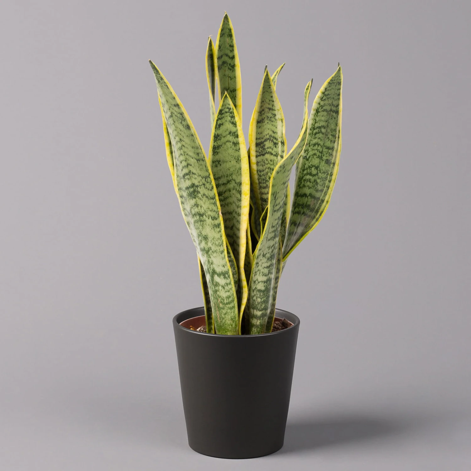 Bogenhanf In Keramiktopf Anthrazit, Topf-Ø 12 Cm, Höhe Ca. 35-45 Cm, 3er-Set – Bild 2