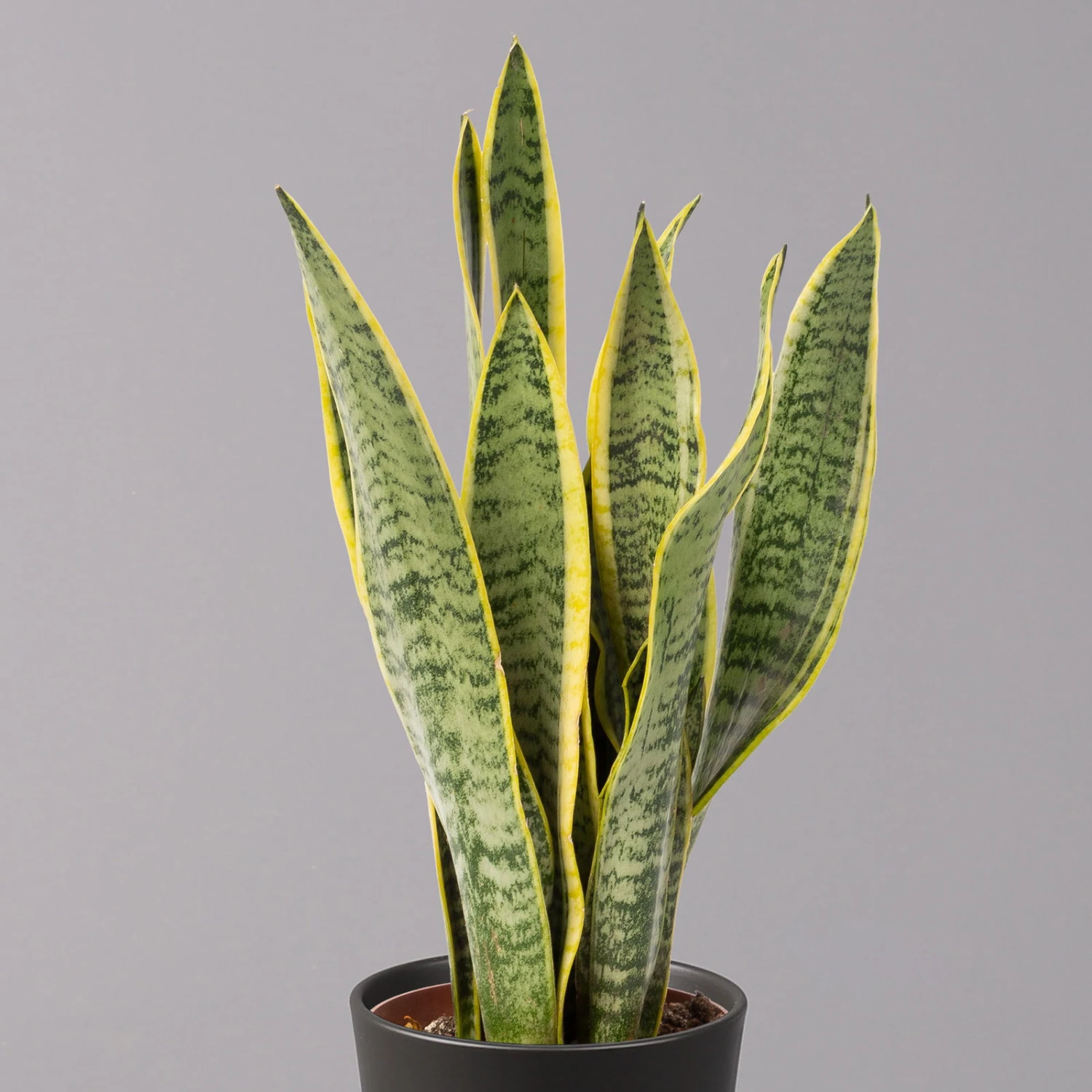 Bogenhanf In Keramiktopf Anthrazit, Topf-Ø 12 Cm, Höhe Ca. 35-45 Cm, 3er-Set – Bild 3