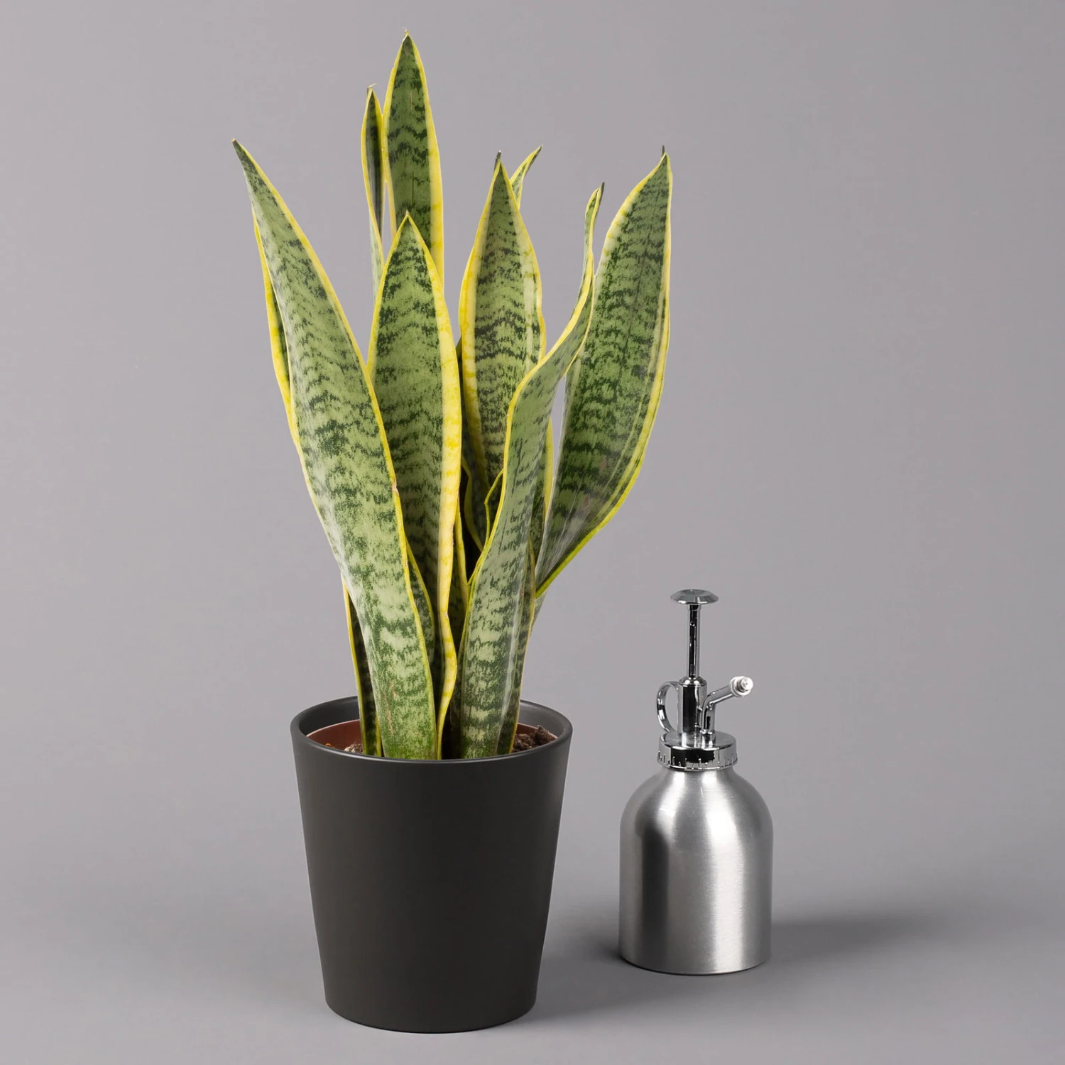 Bogenhanf In Keramiktopf Anthrazit, Topf-Ø 12 Cm, Höhe Ca. 35-45 Cm, 3er-Set – Bild 4