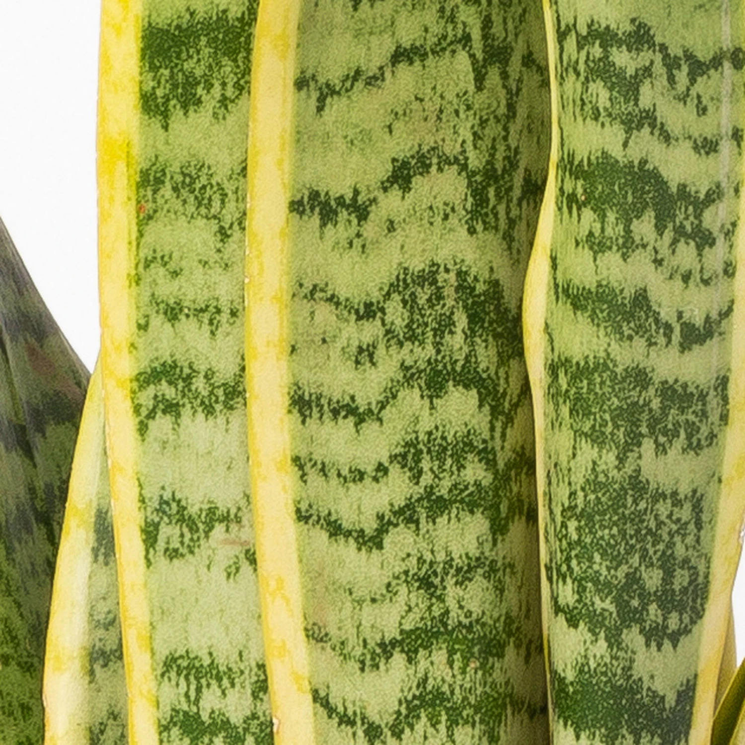 Bogenhanf In Keramiktopf Anthrazit, Topf-Ø 12 Cm, Höhe Ca. 35-45 Cm, 3er-Set – Bild 5