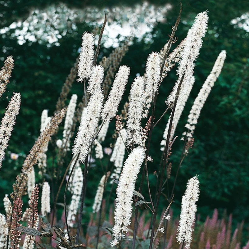 Bio Cimicifuga Ramosa 'Atropurpurea' Weiß, Topf-Ø 11 Cm, 3er-Set