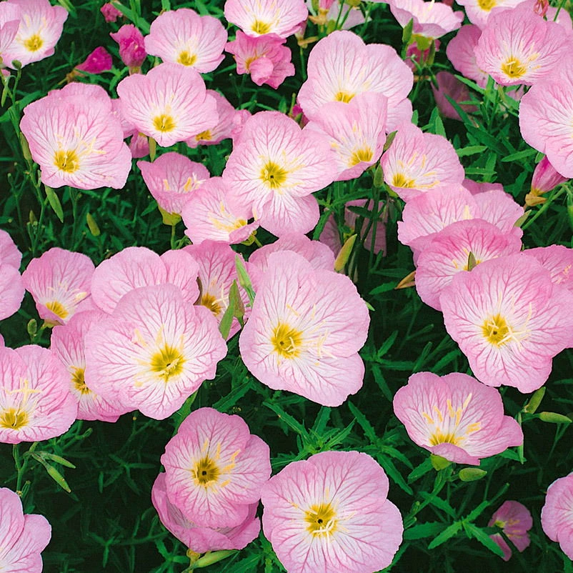 Bio Nachtkerze 'Siskiyou Pink' Rosa, Topf-Ø 11 Cm, 3er-Set – Bild 3