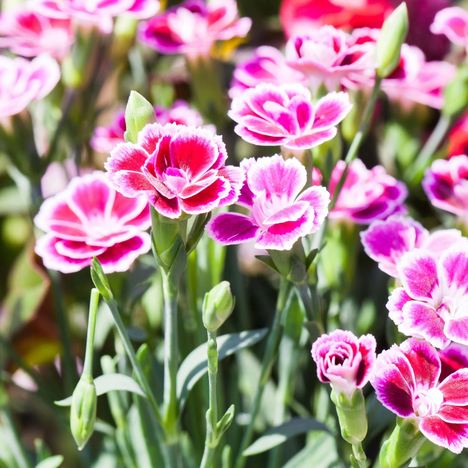 Prinzess-Nelke 'Pink Kisses®' Pink-rosa, Topf-Ø 10,5 Cm, 6er-Set – Bild 2