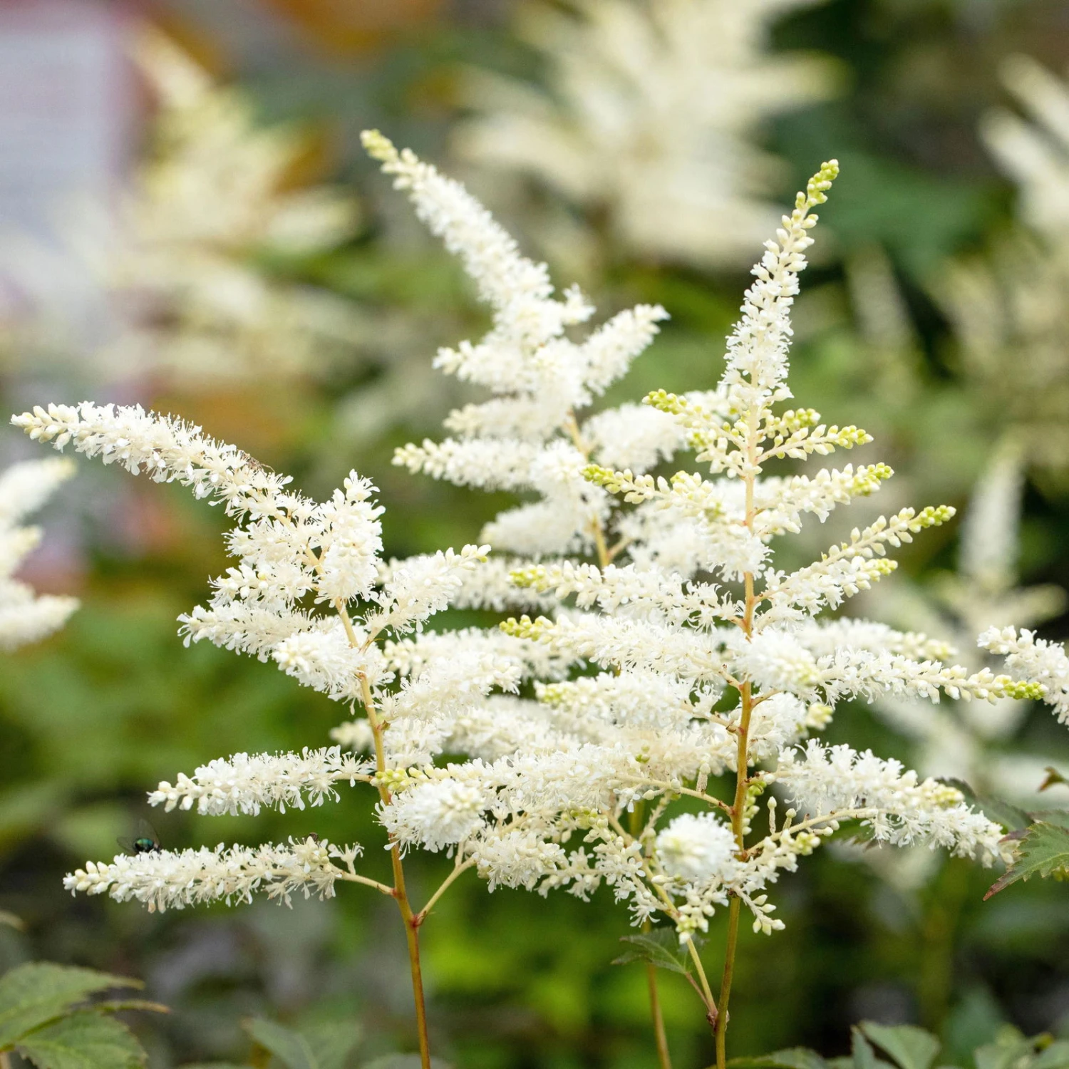 Bio Prachtspiere 'Younique White'® Weiß, Topf-Ø 11 Cm, 3er-Set