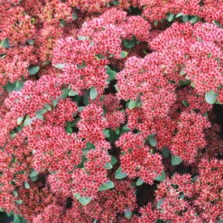 Garten-Fetthenne 'Herbstfreude' Rosa, Topf-Ø 11 Cm, 3er-Set