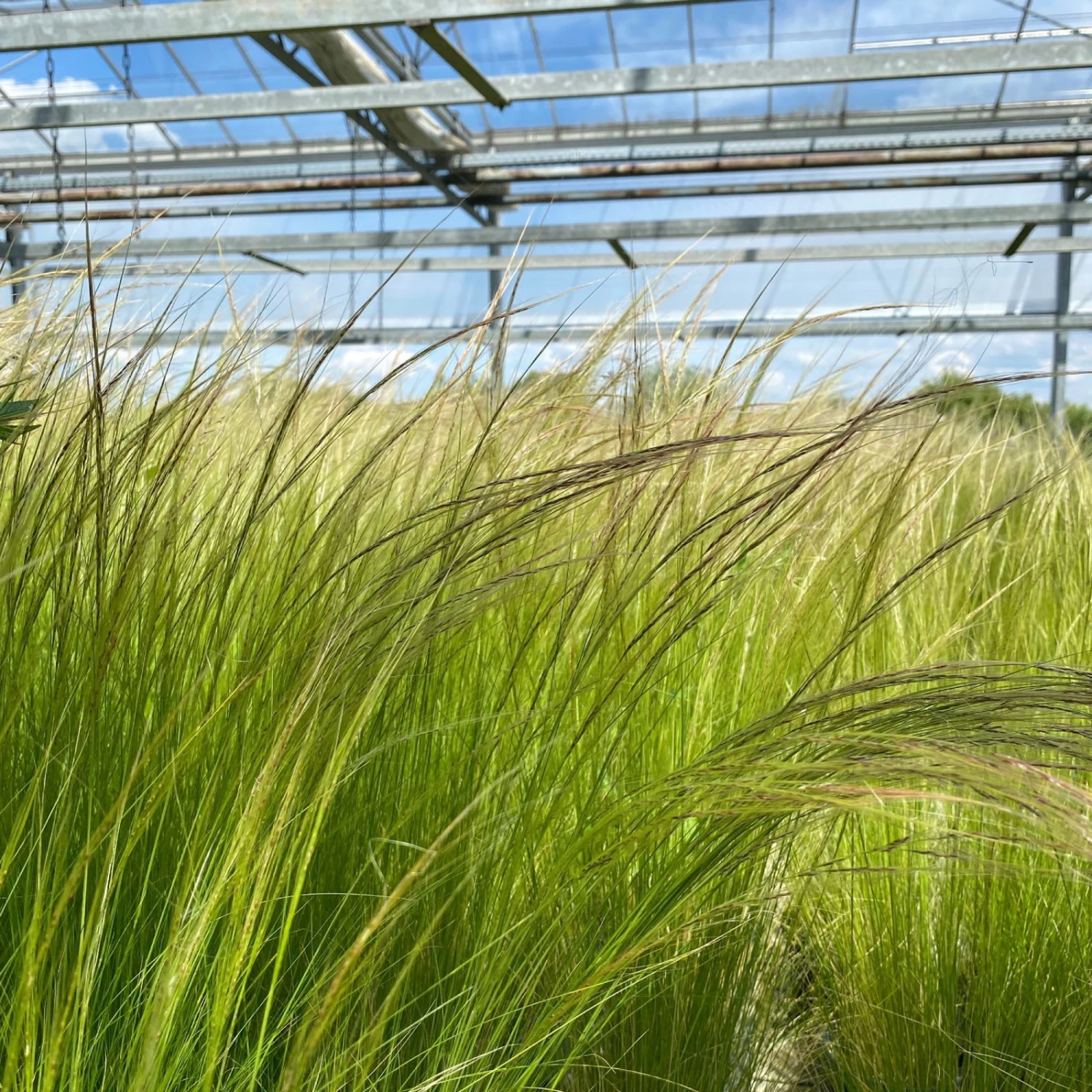 Bio Federgras, Topf-Ø 12 Cm, 3er-Set – Bild 3