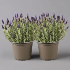 Lavendel 'Purple Flag' Violett, Topf-Ø 17 Cm, 2er-Set