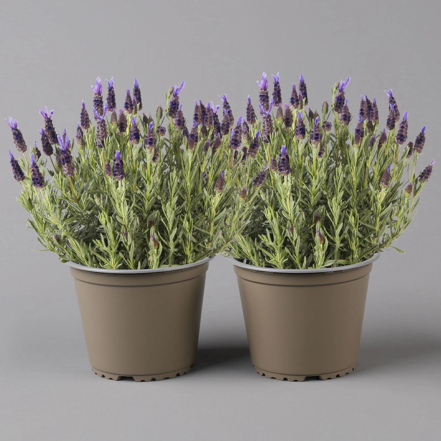 Lavendel 'Purple Flag' Violett, Topf-Ø 17 Cm, 2er-Set