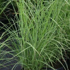 Bio Chinaschilf 'Gracilimus', Topf 5 Liter