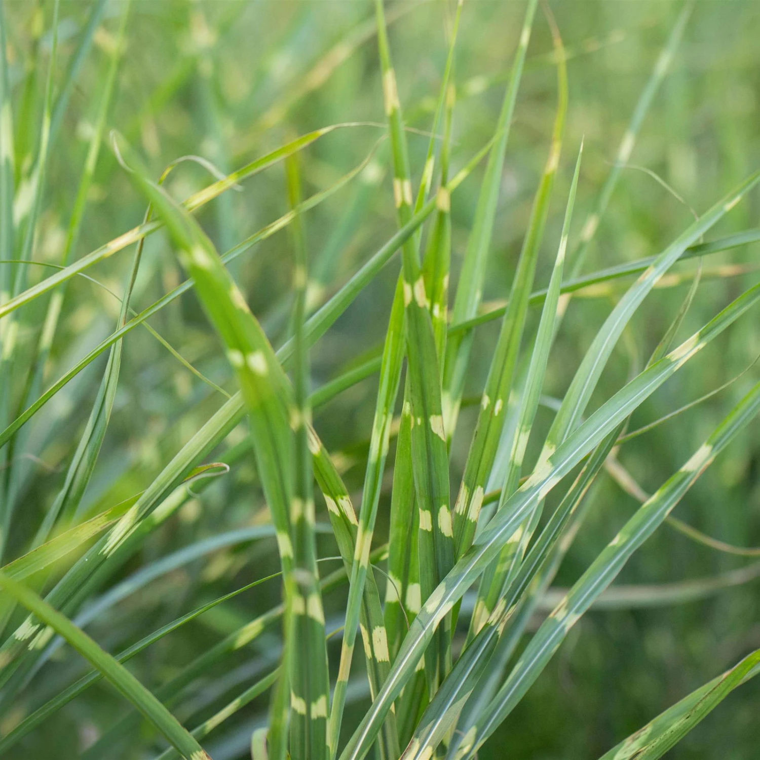 Bio Zebragras 'Zebrinus', Topf 5 Liter – Bild 2