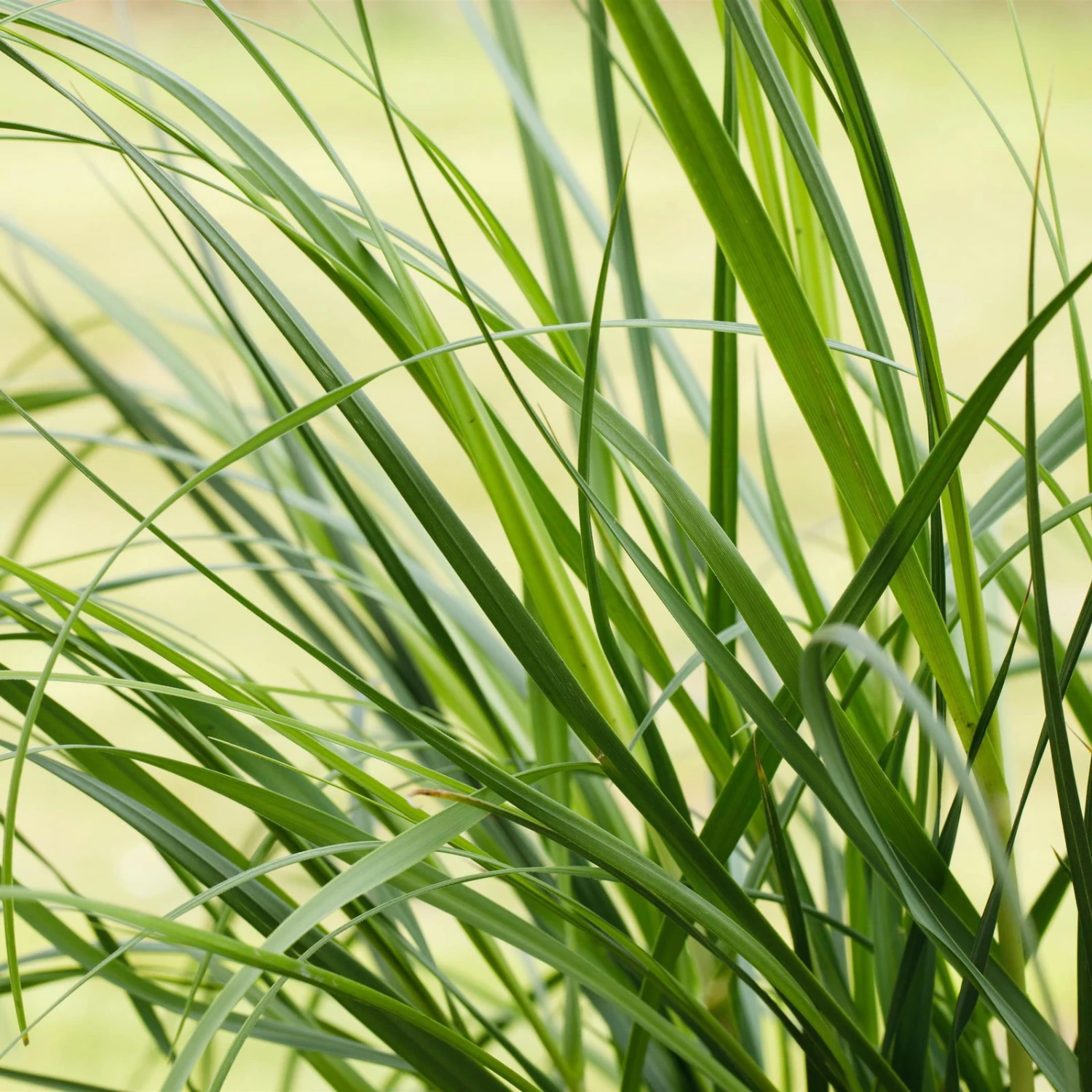 Bio Pampasgras 'Pumila', Topf 5 Liter – Bild 7