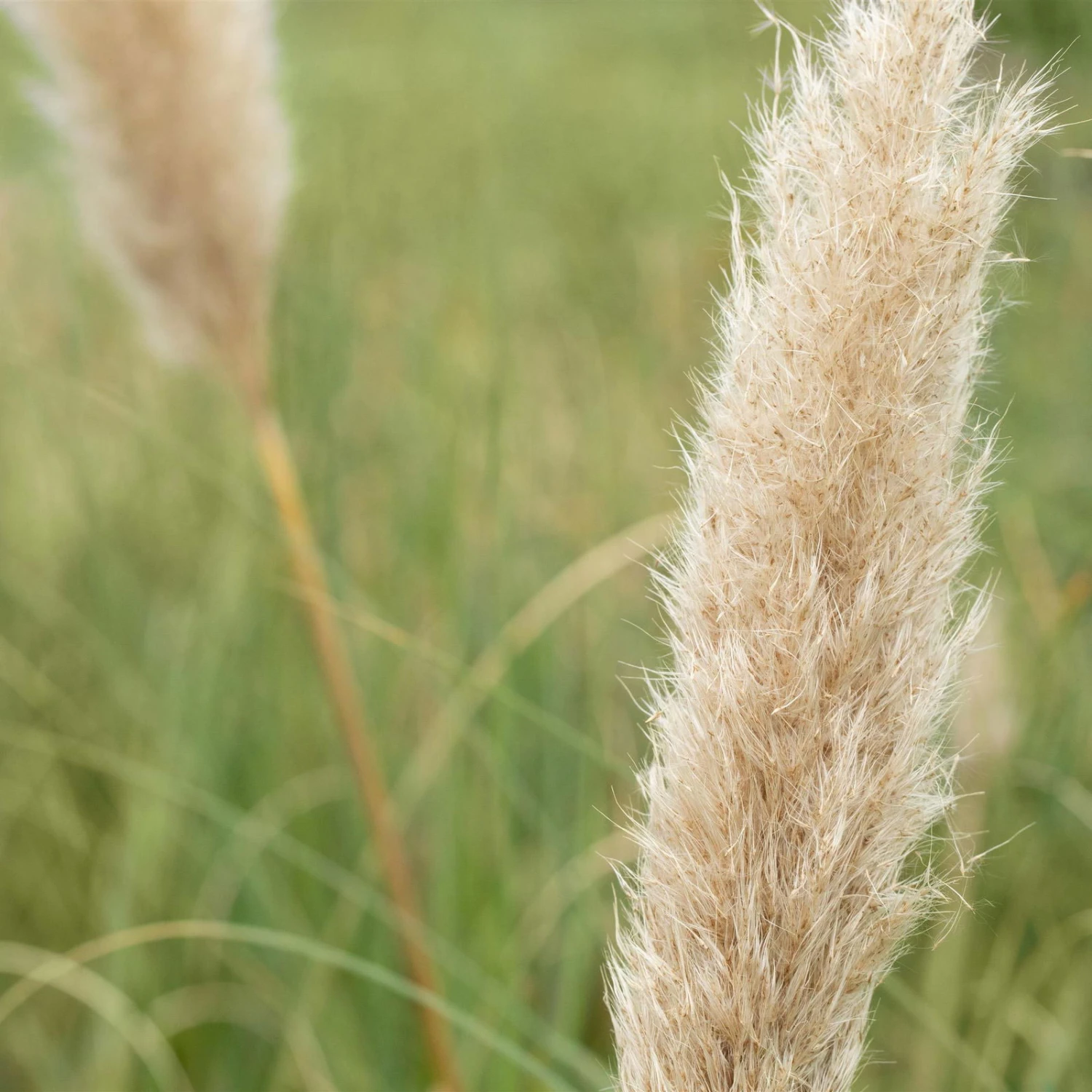 Bio Pampasgras 'Pumila', Topf 5 Liter – Bild 8