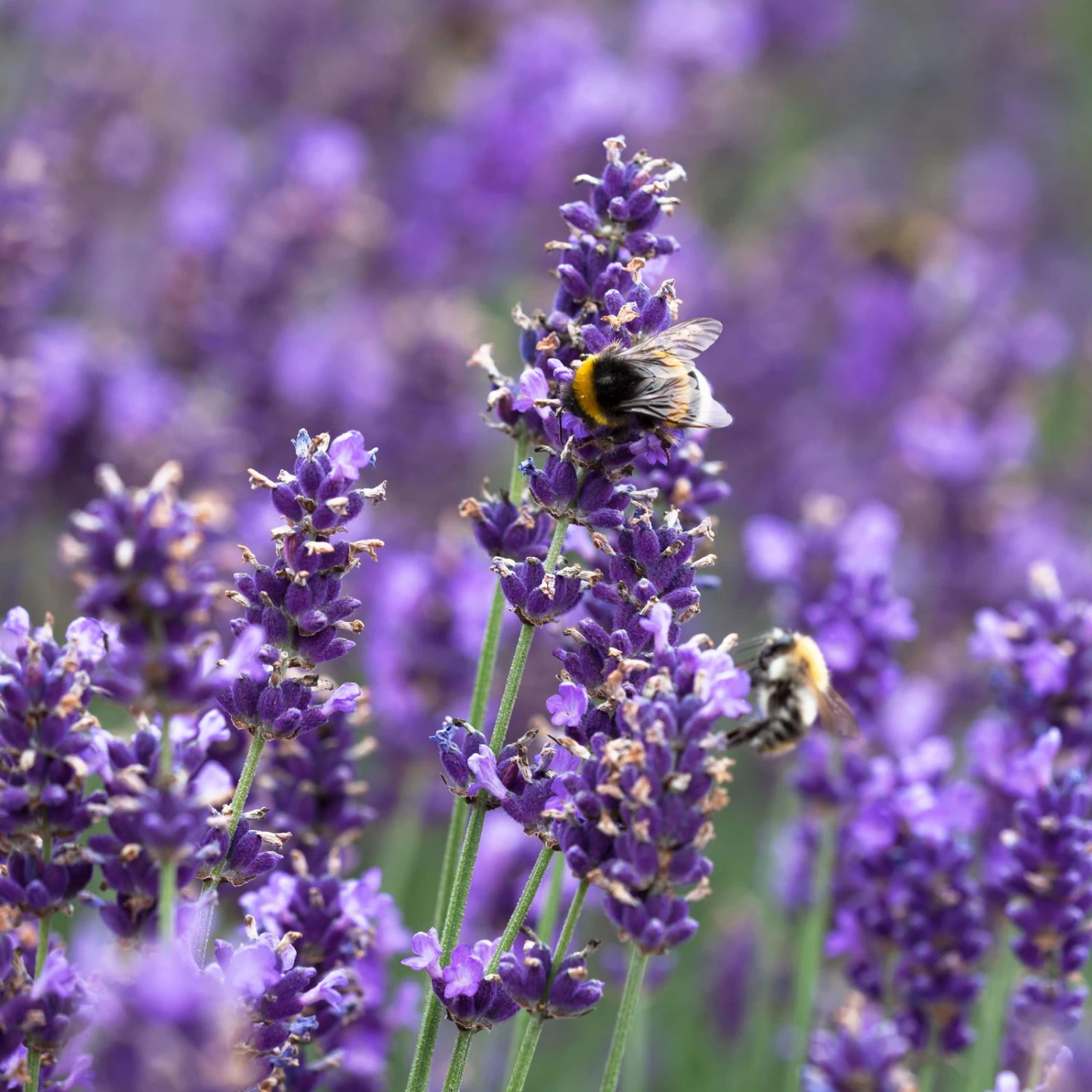 Lavendel 'Hidcote Blue', Dunkel-blauviolett, Topf-Ø 23 Cm – Bild 3