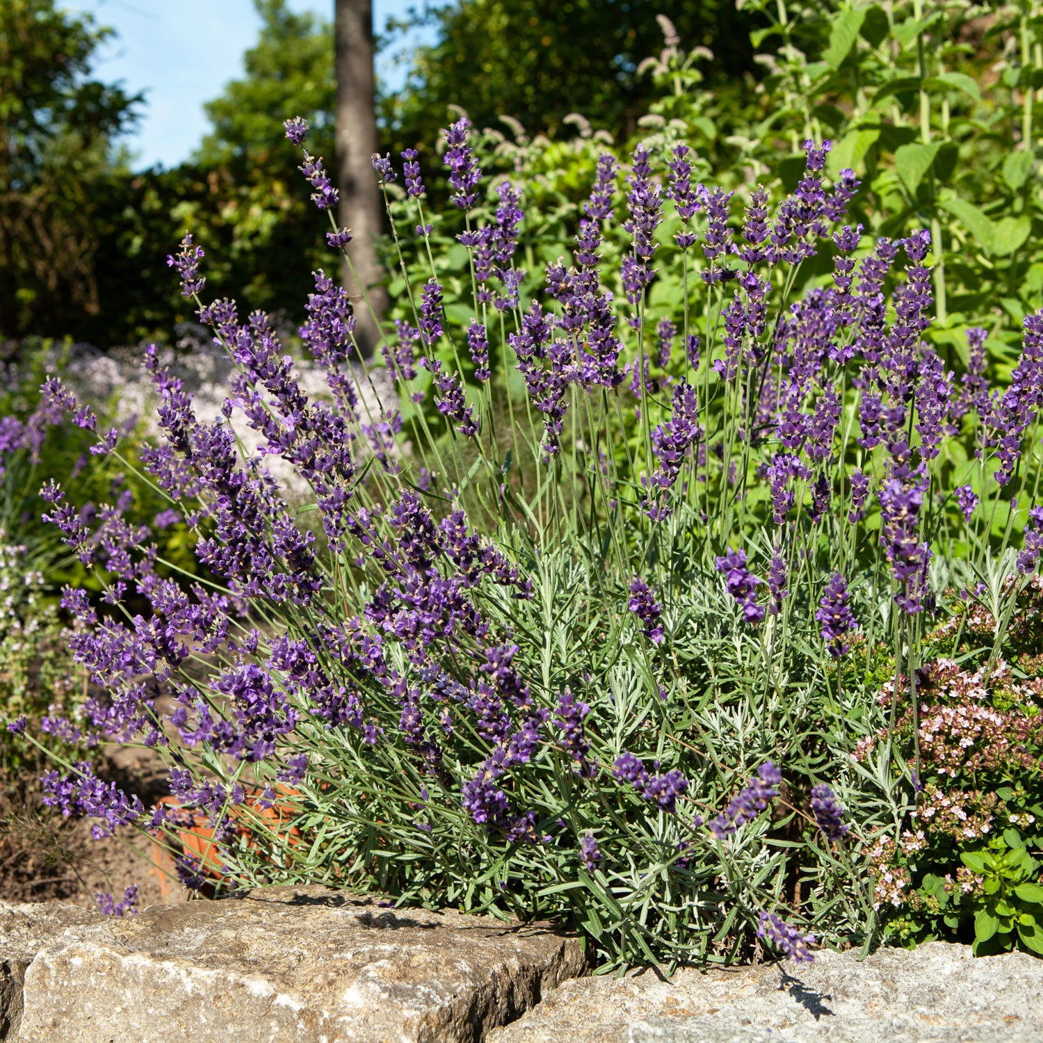 Lavendel 'Hidcote Blue', Dunkel-blauviolett, Topf-Ø 23 Cm – Bild 4