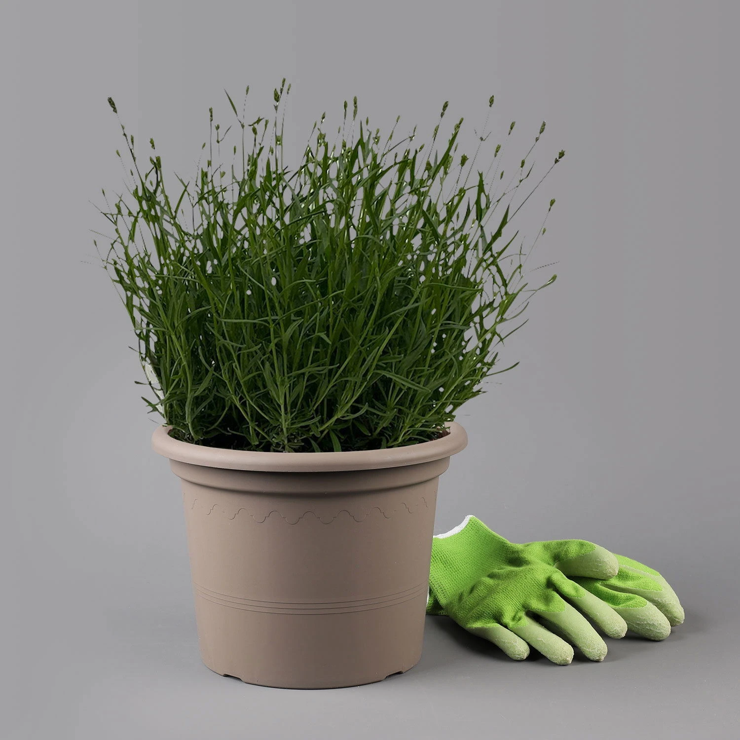 Lavendel 'Hidcote Blue', Dunkel-blauviolett, Topf-Ø 23 Cm – Bild 2