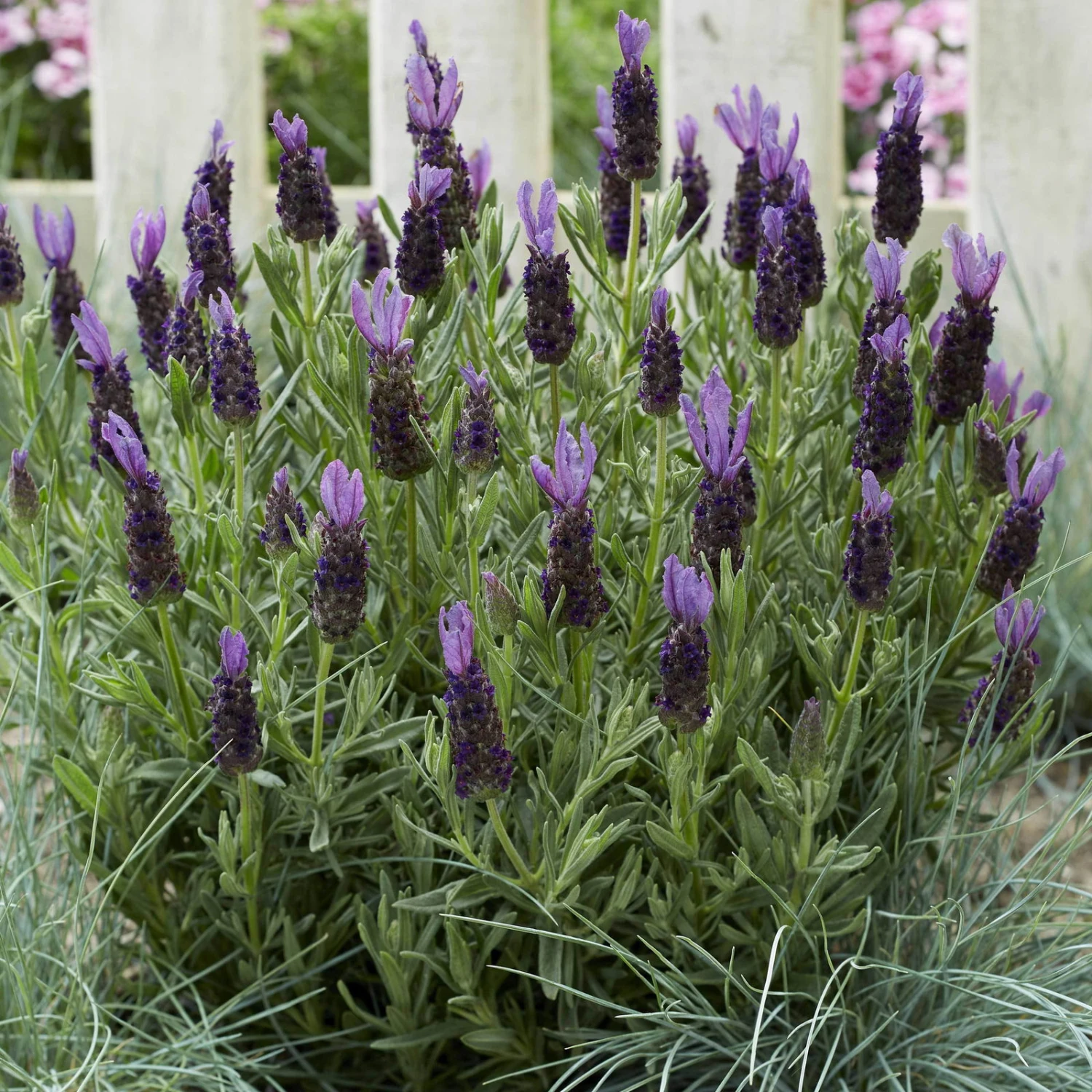 Lavendel 'Purple Flag' Violett, Topf-Ø 23 Cm