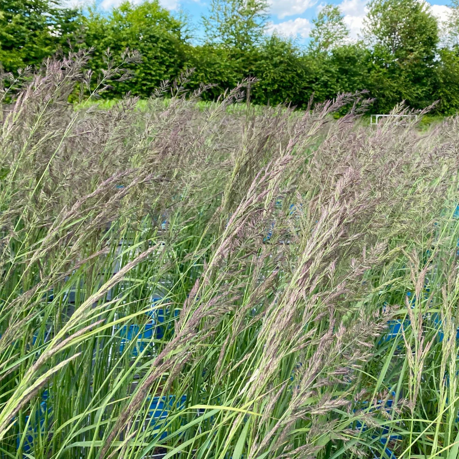 Bio Reitgras 'Karl Foerster', Topf 5 Liter – Bild 2