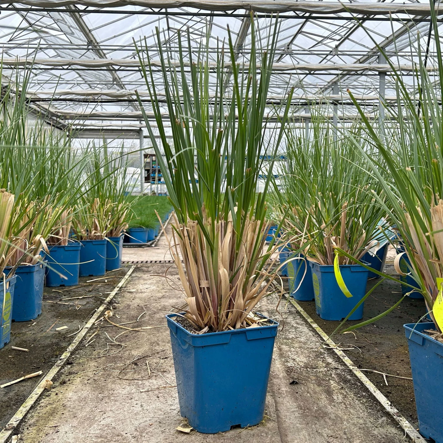 Bio Pampasgras 'Evita'®, Topf 5 Liter – Bild 2