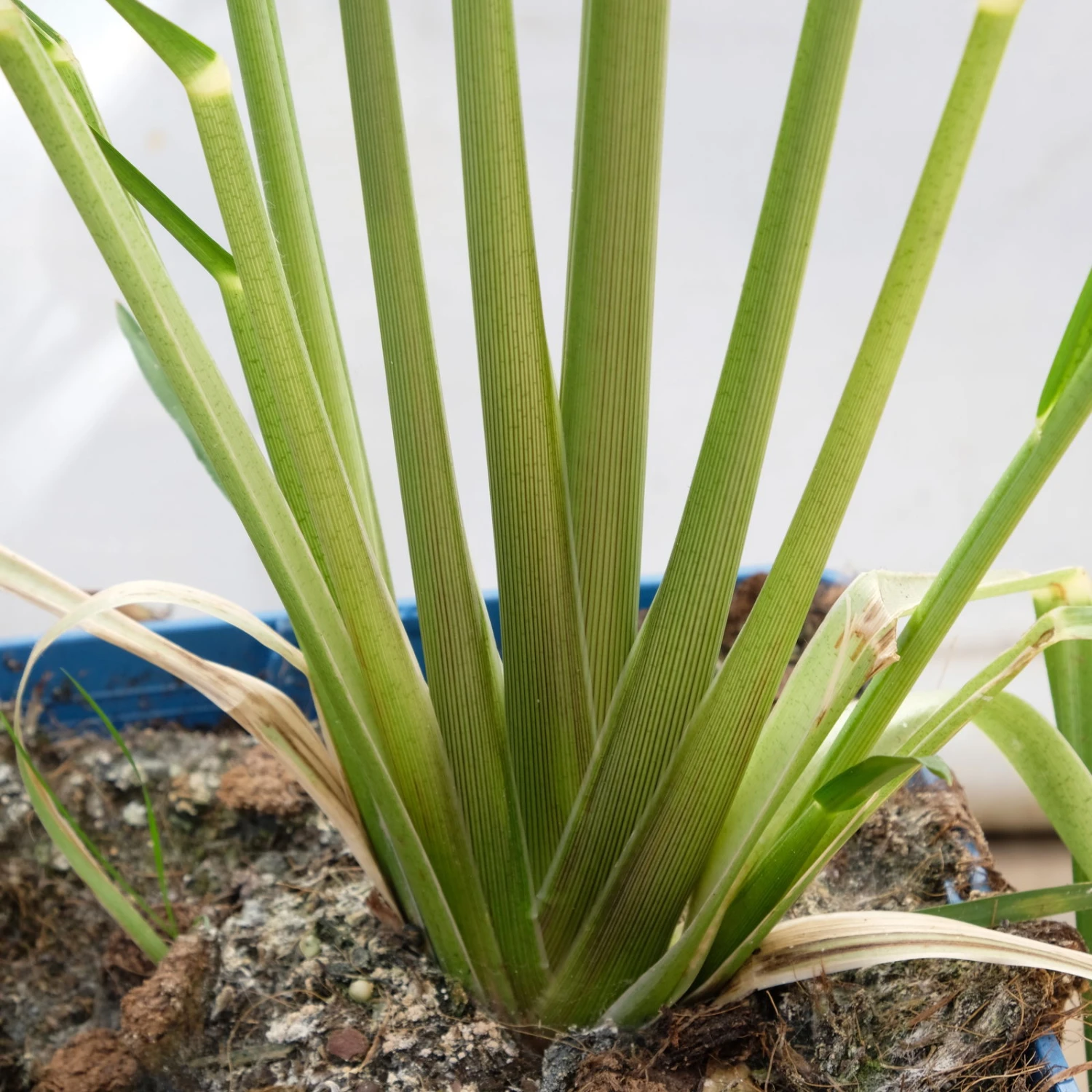 Bio Pampasgras 'Pumila', Topf 5 Liter – Bild 5