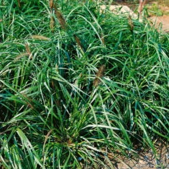 Bio Lampenputzergras 'National Arboretum' Braun, Höhe 60-80 Cm, 5 Liter Topf