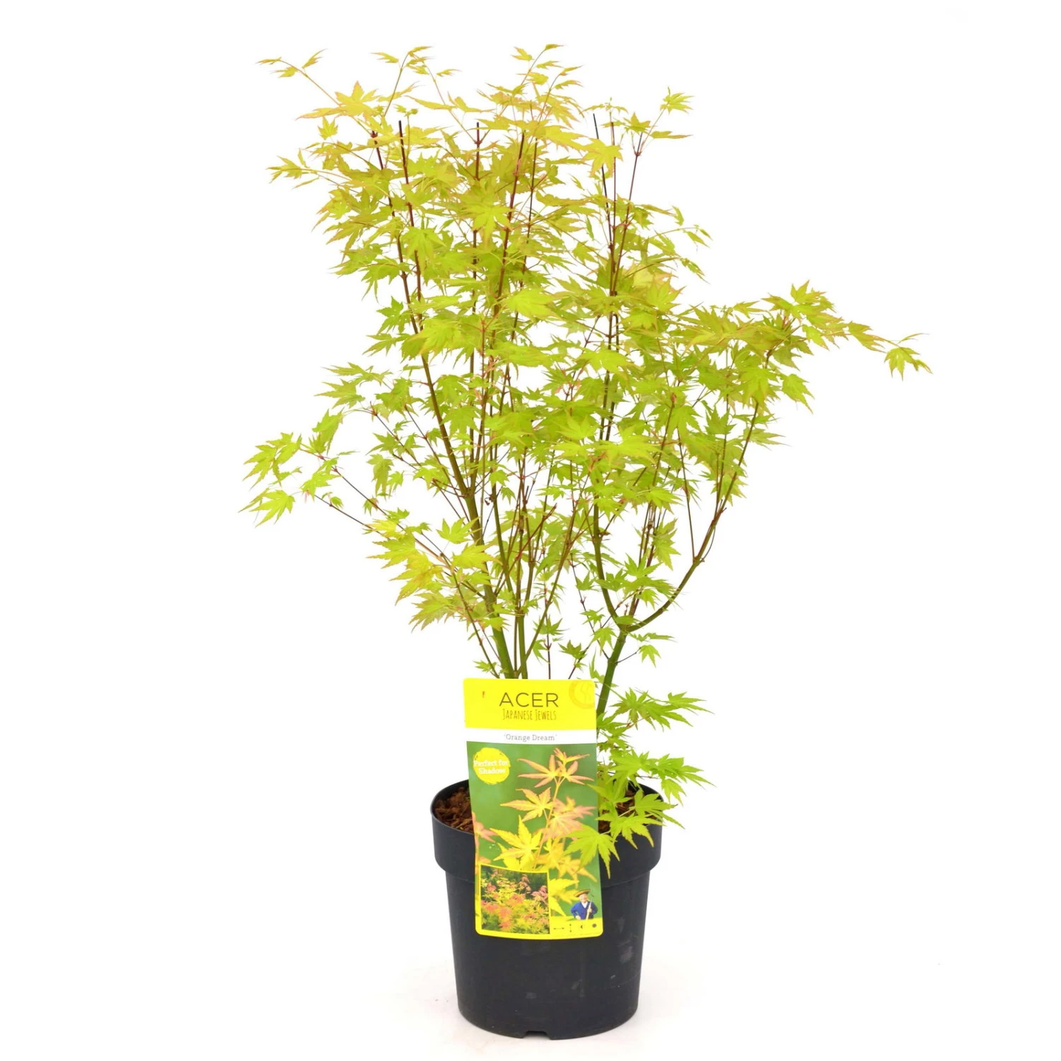 Japanischer Fächerahorn 'Orange Dream', Höhe 40 - 60 Cm, Topf-Ø 19 Cm – Bild 2