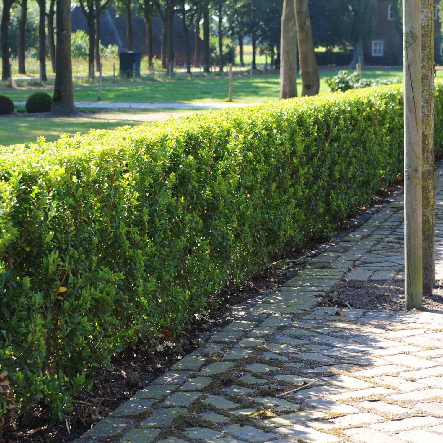 Stechpalme 'Impala®' Kugel, 3er-Set, Höhe 20-25 Cm, Topf 5 Liter – Bild 5