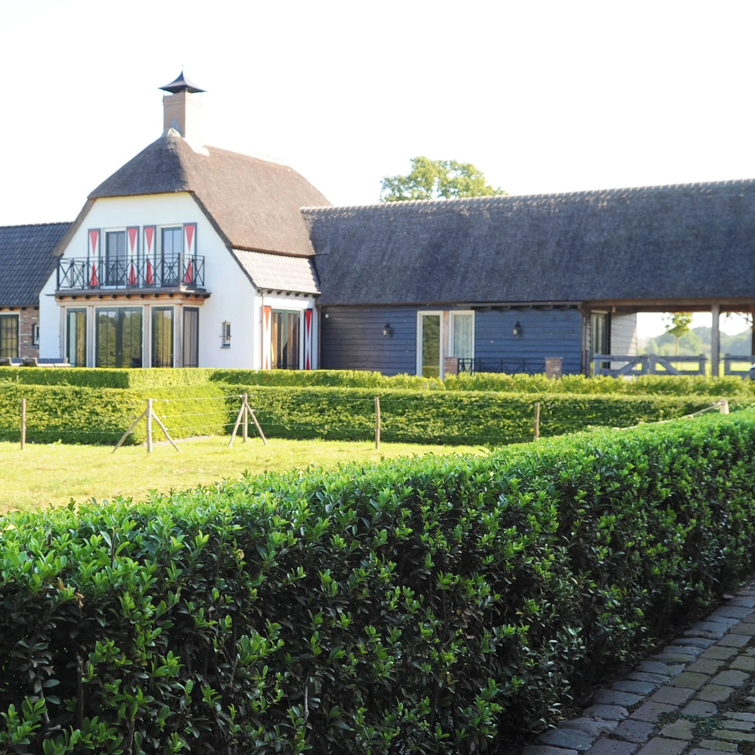 Stechpalme 'Impala®' Kugel, 3er-Set, Höhe 20-25 Cm, Topf 5 Liter – Bild 6