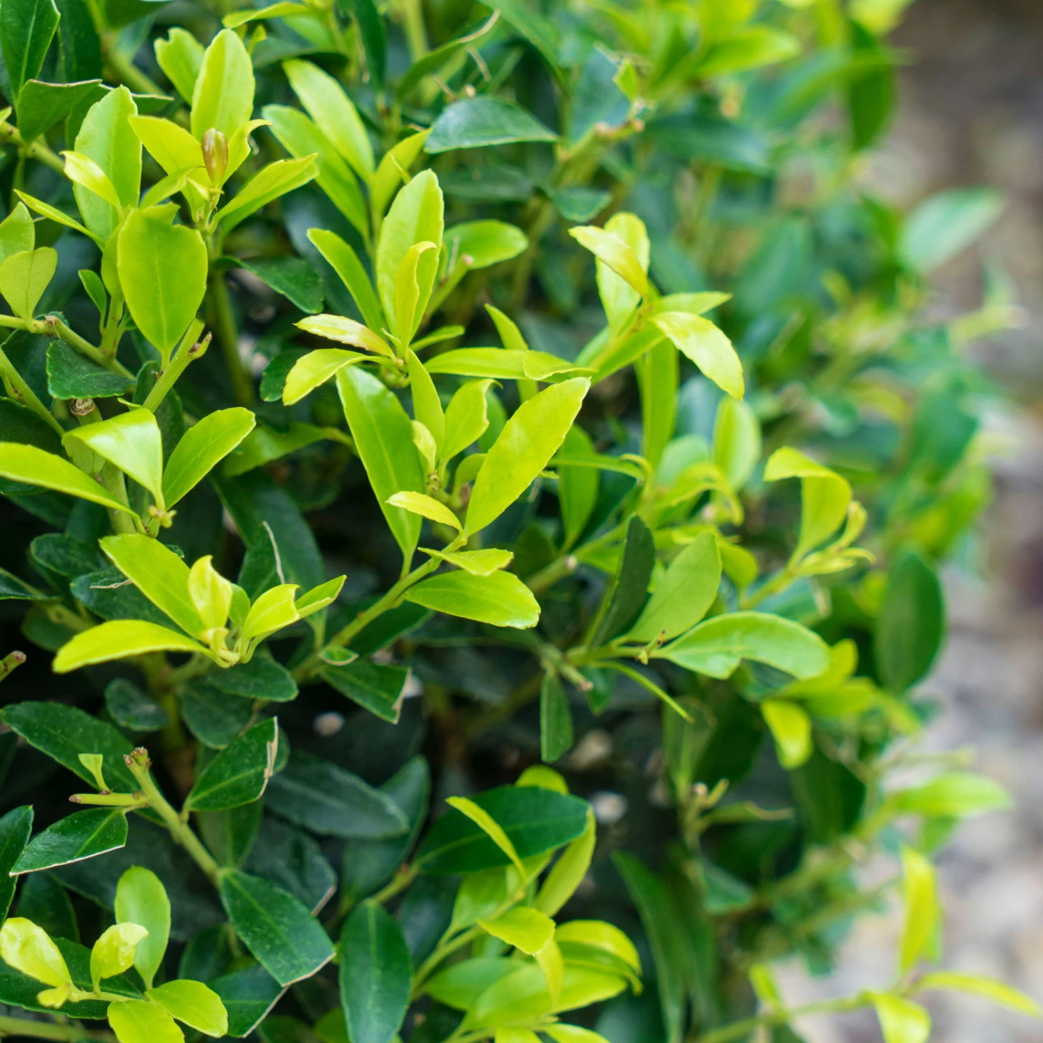 Stechpalme 'Impala®' Kugel, 3er-Set, Höhe 20-25 Cm, Topf 5 Liter – Bild 3