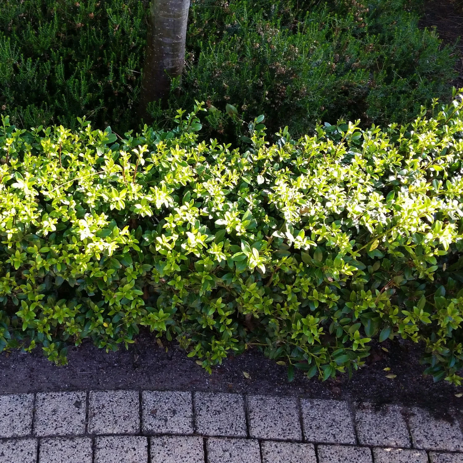 Stechpalme 'Impala®' Kugel, 3er-Set, Höhe 20-25 Cm, Topf 5 Liter – Bild 4