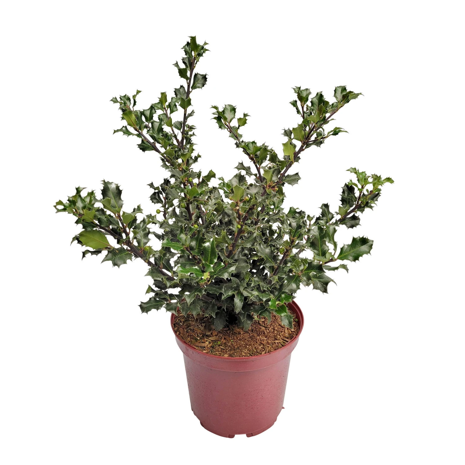 Stechpalme 'Blue Angel', 50er-Set, Grünes Blatt & Rote Beeren, Topf 5 Liter – Bild 4