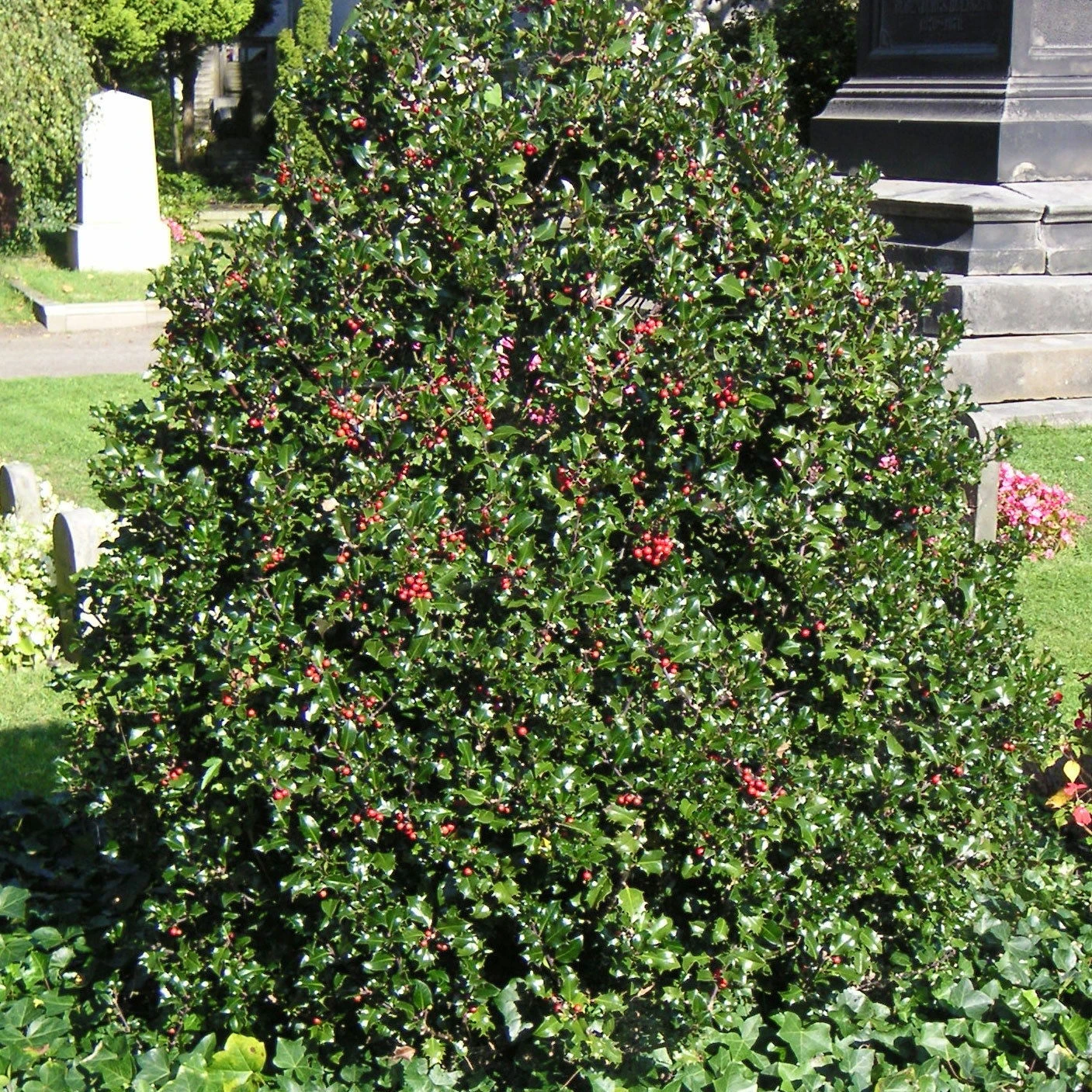 Stechpalme 'Blue Angel', 50er-Set, Grünes Blatt & Rote Beeren, Topf 5 Liter – Bild 2