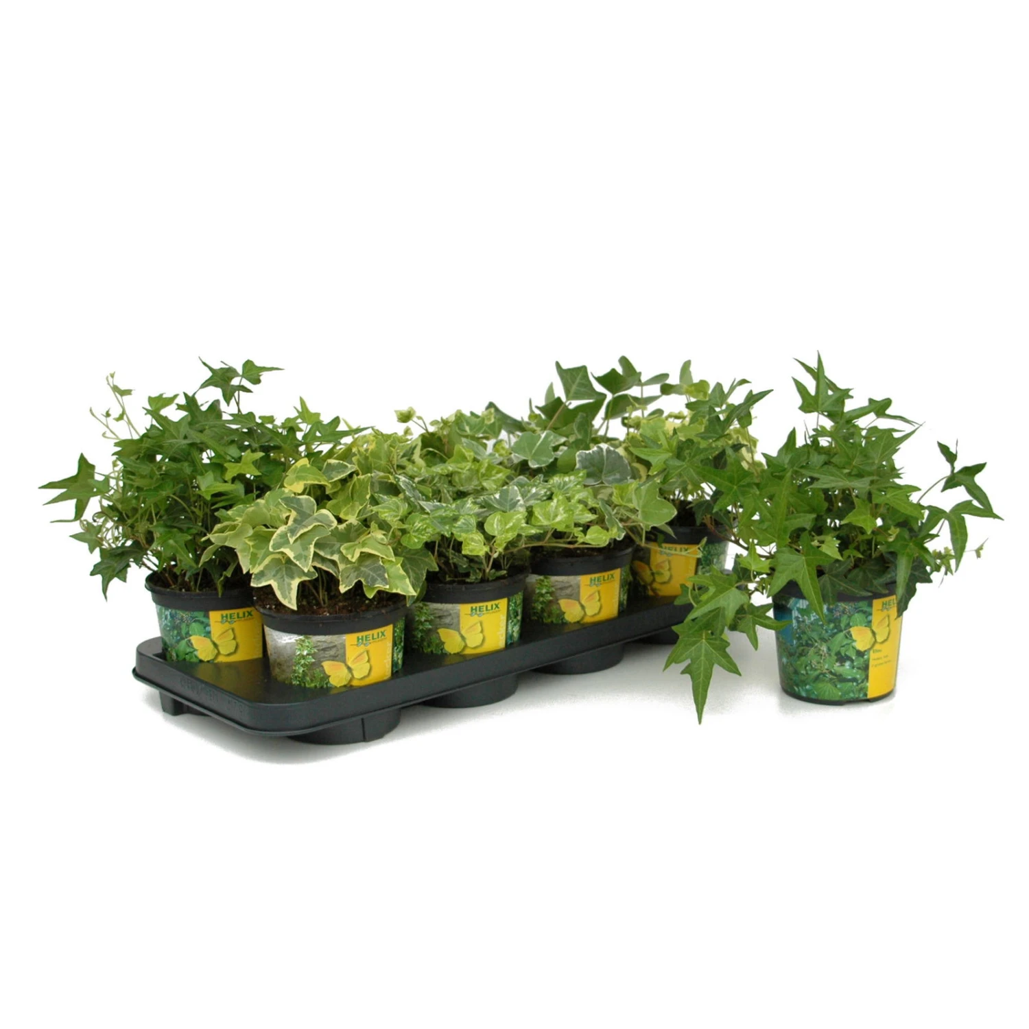 Efeu In Bunten Sorten, 6er-Set, 13 Cm Ø Topf – Bild 2