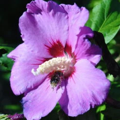 Garten-Hibiskus 'Russian Violet®', Violett, Höhe 40-60 Cm, Topf 5 Liter