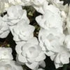 Tellerhortensie Hydrangea Macrophylla 'Wedding Gown'®, Weiß, Topf 23cm Ø
